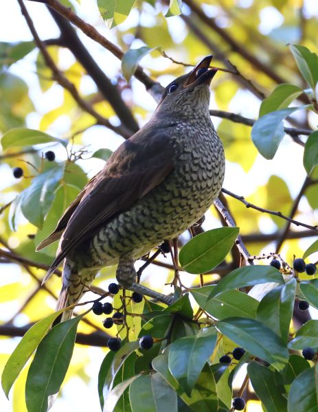 Female bowerbird