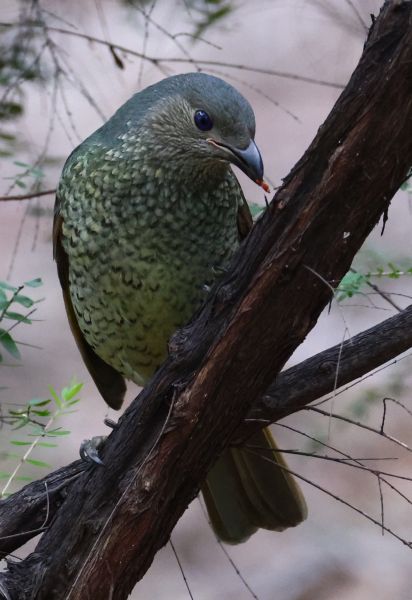 Female satin bowerbird