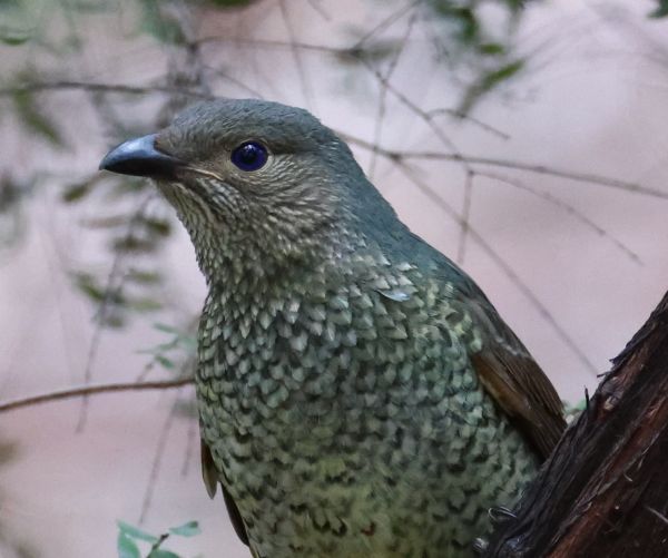 Female satin bowerbird