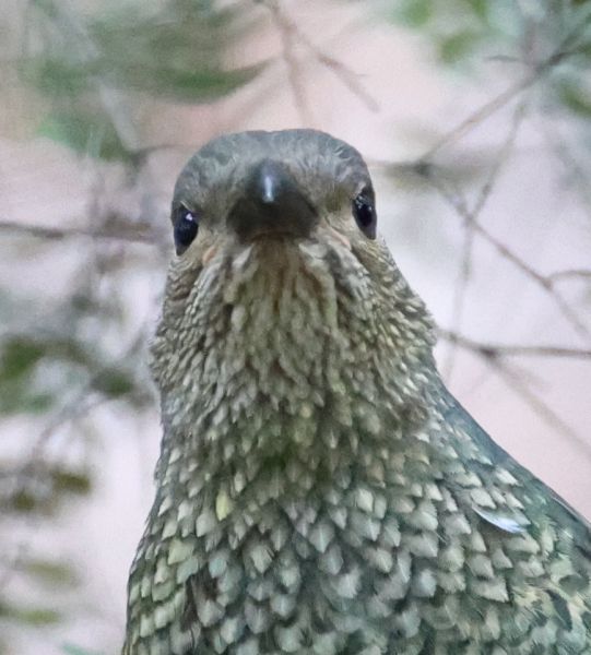 Female satin bowerbird