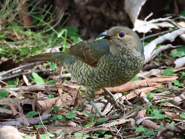 Female satin bowerbird
