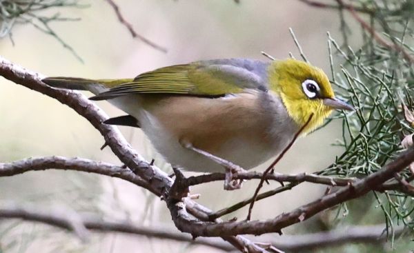 Cinnamon-flanked silvereye
