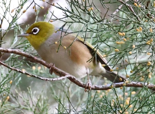 Cinnamon-flanked silvereye