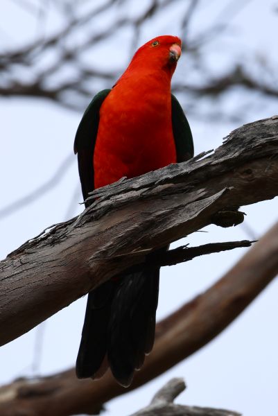 King parrot