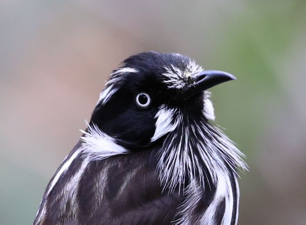 New England honeyeater