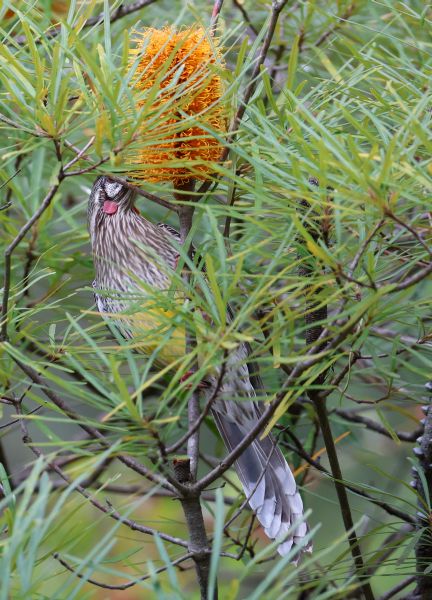 Red wattlebird