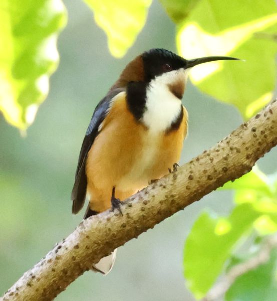 Spinebill