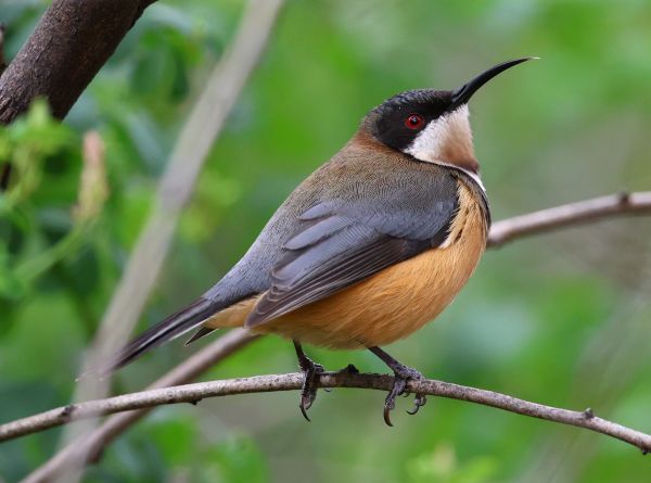 Spinebill
