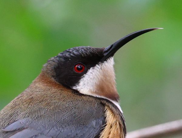 Spinebill