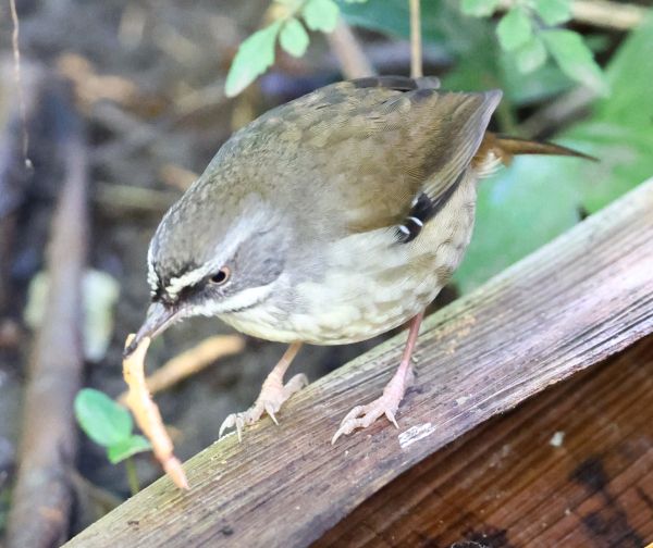 White-browed scrubwren