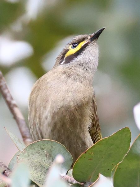 Yellow-faced honeyeater