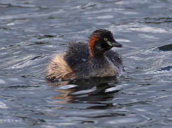 Australasian grebe