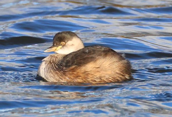 Australasian grebe