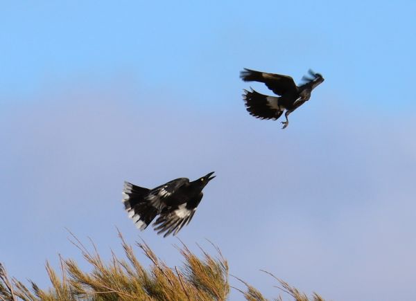 Pied currawongs