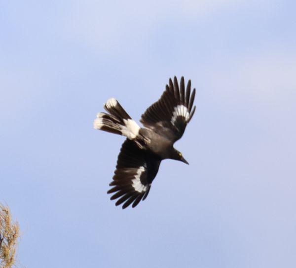 Pied currawong