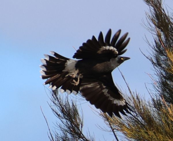 Pied currawong