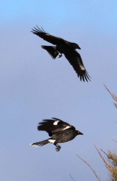 Pied currawongs