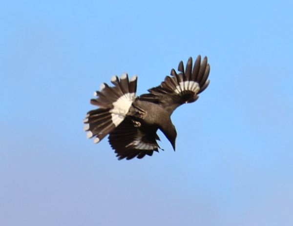 Pied currawong
