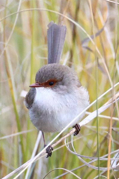 Fairy wren