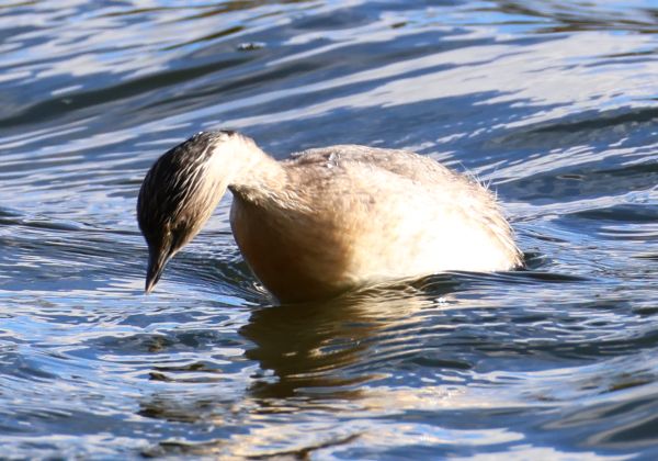 Hoary-headed grebe