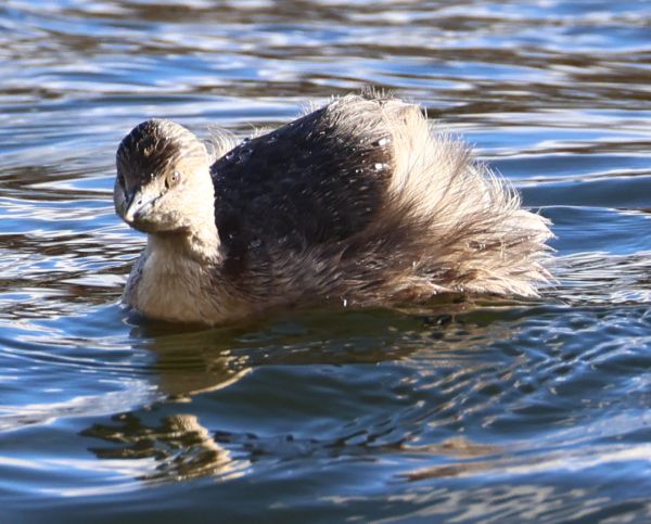 Hoary-headed grebe