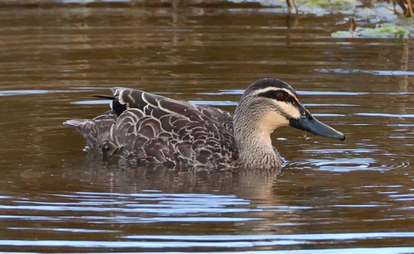 Pacific black duck