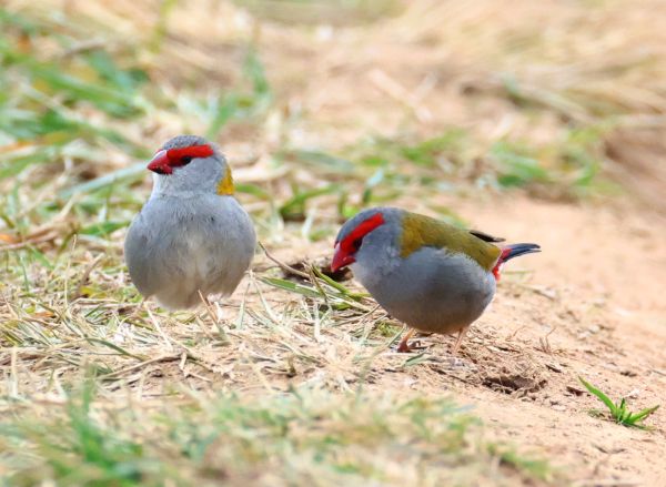 Red-browed finches