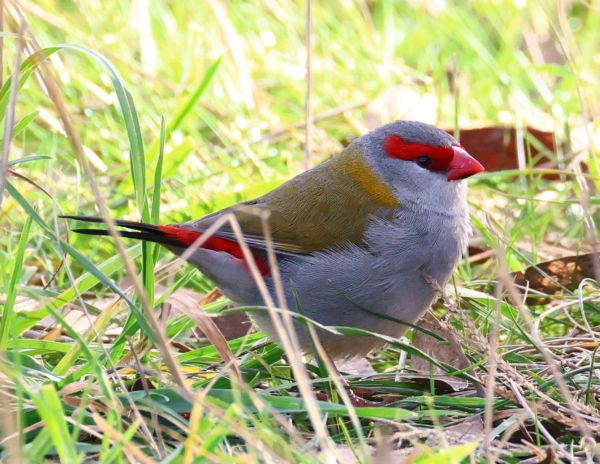 Red-browed finch