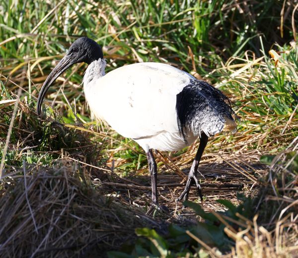 Sacred ibis