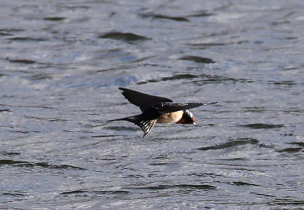 Welcome swallow