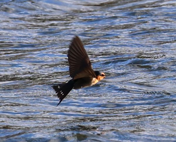 Welcome swallow