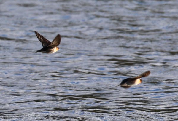 Welcome swallows