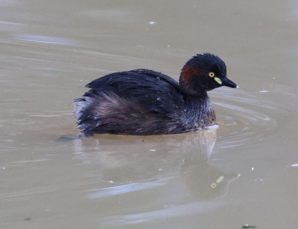 Australasian grebe