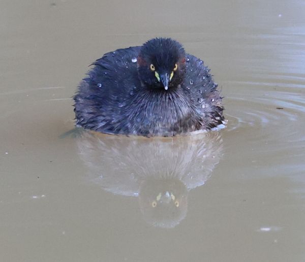 Australasian grebe