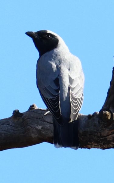 Black-faced cuckooshrike