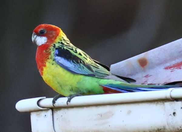 Eastern rosella