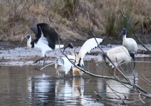 Ibises