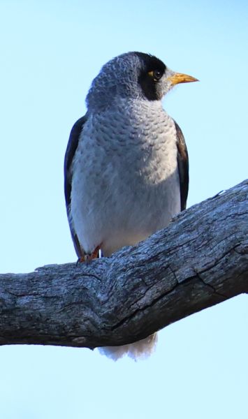 Noisy miner