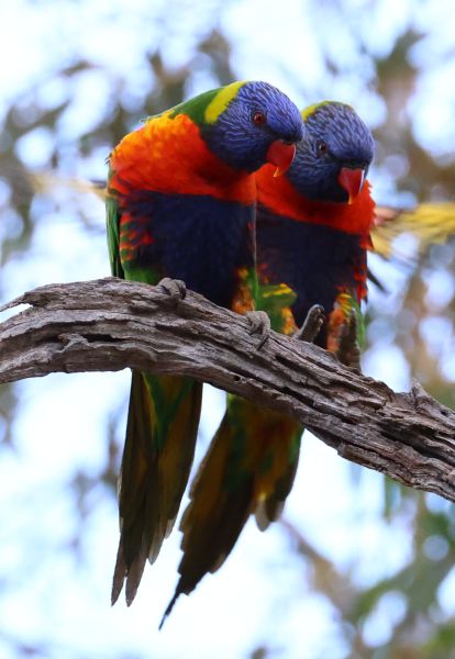 Rainbow lorikeets