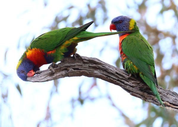 Rainbow lorikeets