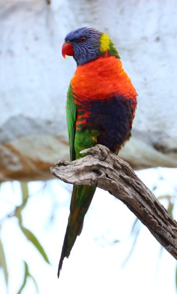 Rainbow lorikeet