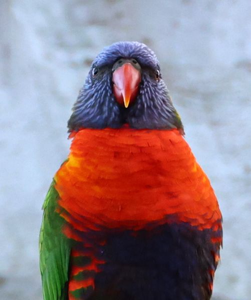 Rainbow lorikeet