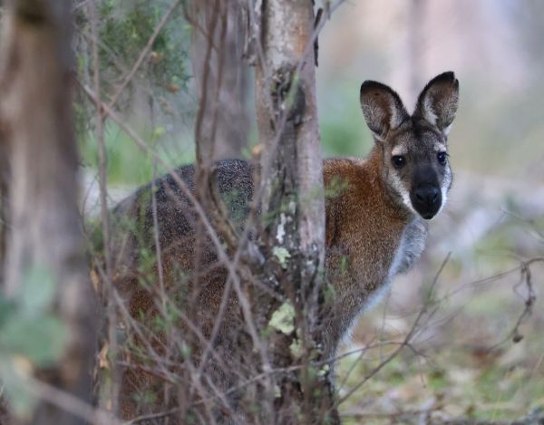 Red-necked wallaby at Callum Brae Nature Reserve