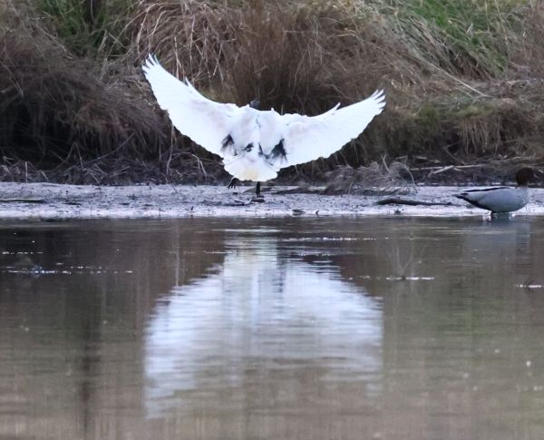 Sacred ibis