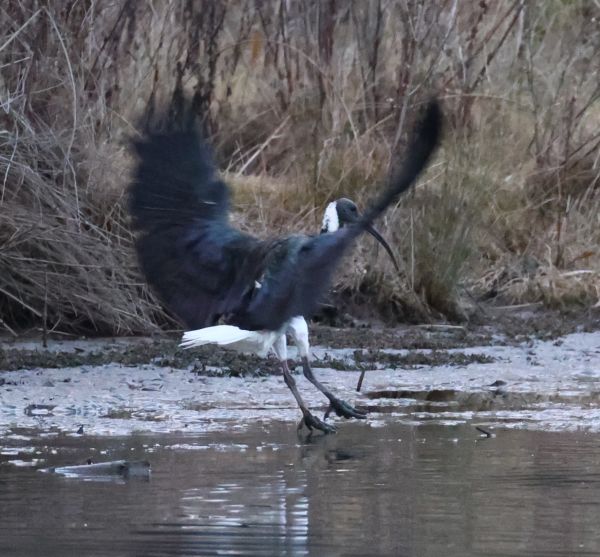 Straw-necked ibis