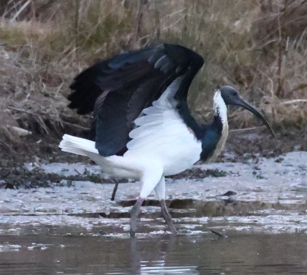 Straw-necked ibis