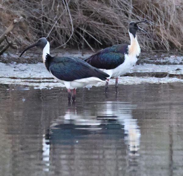 Straw-necked ibis