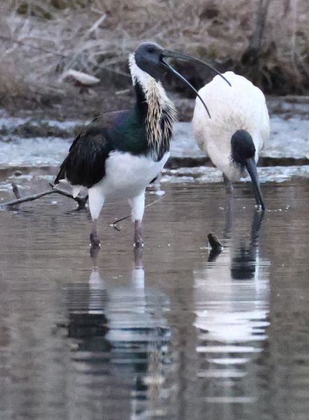 Straw-necked ibis