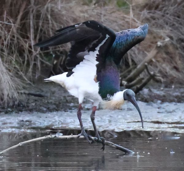 Straw-necked ibis