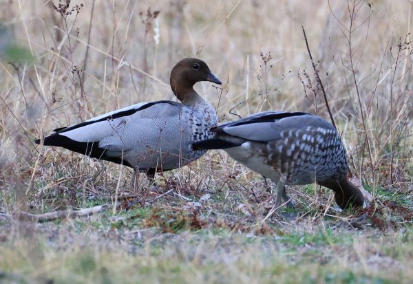 Wood ducks